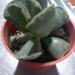 Adromischus cooperi Folha