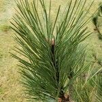 Pinus nigra Blad