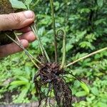 Asplenium emarginatum Other