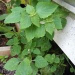 Cantinoa mutabilis Leaf