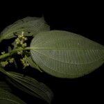 Miconia longicoma Blodyn