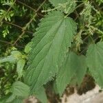 Urtica dioicaBlad