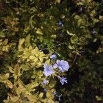 Plumbago auriculataFlower