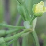 Limnocharis laforestii Fruit