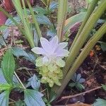 Curcuma longaFlors