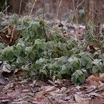 Urtica morifolia Habit