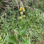 Verbascum boerhavii Hábitos