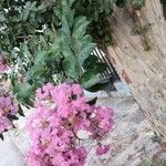 Lagerstroemia speciosaFuelha