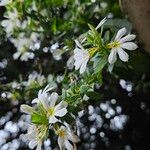 Scaevola plumieri Habitat