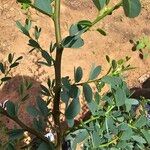 Bauhinia rufescens Hoja