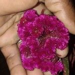 Celosia cristata Flors
