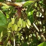 Berberis julianae Fruit