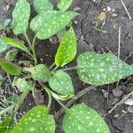 Pulmonaria saccharataLeaf