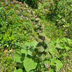 Sidastrum micranthum Habit