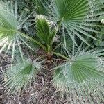 Washingtonia filifera Лист