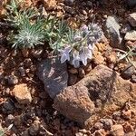 Teucrium pseudochamaepitys Habitus