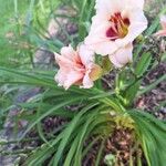 Hemerocallis lilioasphodelusFolha