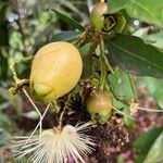 Syzygium jambos Fruit