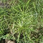 Cyperus alternifoliusبرگ