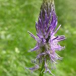 Phyteuma spicatum Flower