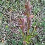 Serapias parviflora Blomst