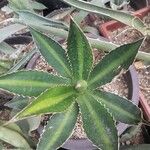 Agave lophanthaLeaf