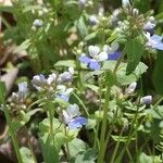 Collinsia verna অভ্যাস