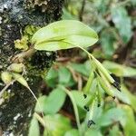 Polystachya cultriformis Fruit