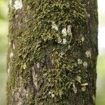 Duroia longiflora 树皮