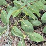 Zanthoxylum chalybeum Folio