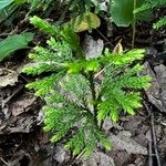 Lycopodium dendroideum Levél