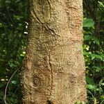 Cussonia brieyi Casca