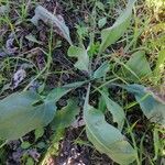 Cynoglossum creticum Leaf