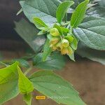 Nyctanthes arbor-tristis পাতা