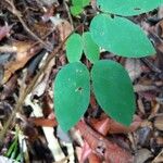 Clitoria mariana Leaf