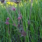 Geum triflorum Fuelha