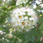 Physocarpus capitatus Flower