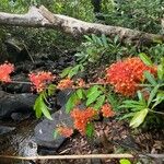 Saraca indica عادت داشتن