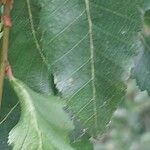 Nothofagus obliqua Hoja