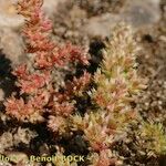 Crassula alata Hábito