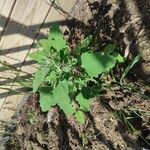 Chenopodium albumLeaf