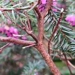 Erica carnea പുറംതൊലി