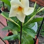 Mandevilla boliviensis Flower