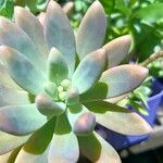 Dudleya greeneiLeaf