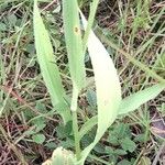 Eryngium ebracteatum Leaf
