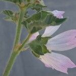 Lavatera cretica फूल