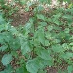Lapsana communis 整株植物
