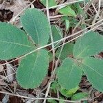 Caryocar brasiliense Leaf