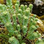 Rhodiola integrifolia Leaf