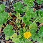 Potentilla megalantha Leaf